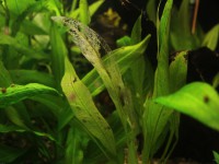 Echinodorus Amazonicus