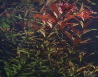 Ludwigia repens